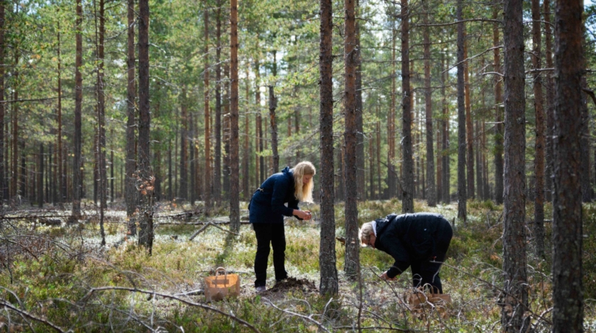 Två kvinnor plockar svamp i skogen