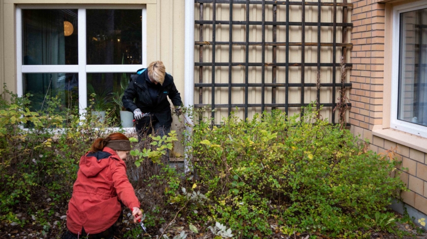 Två kvinnor beskär en måbärshäck